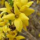 대체의학 - 개나리(Forsythia koreana)효능과 대체의학 이미지