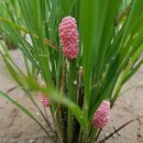 오대농장 이미지