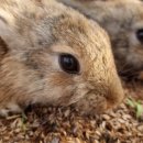 번덕농장 이미지