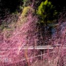 가을에 피는 핑크 뮬리 ＜로미오＞ - 위클리서울 이미지