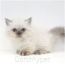 대구고양이분양 도로시펫 이미지