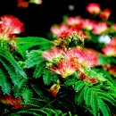빨간 자귀나무 꽃 이미지