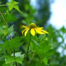 삼잎국화 Rudbeckia laciniata L. 이미지