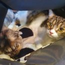 도란도란동물병원 이미지