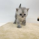 몽냥몽냥 강아지분양 고양이분양 김포점 이미지