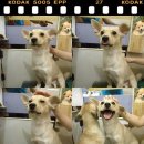 해피 Daum카페