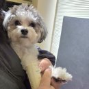 반려담 | 강남애견미용 반려담 프리미엄스파 강아지스파 위생미용 힐링 케어 후기