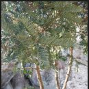 [12/6]부산 산성,고단봉 범어사 은행나무외 아랄리아(False Aralia) 이미지