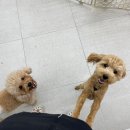 펫글타운 네이버블로그