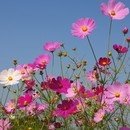 풍금소리 이미지