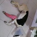 도야도야 이미지