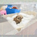 서초M동물의료센터 | 서초구동물보호센터 시바견입양 3개월 만에 달라진 반전 이야기