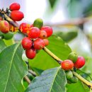 CoffeeTree 이미지