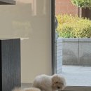 스니프 아틀라스 이미지