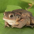 두꺼비섬 이미지