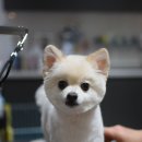 비비노아 이미지