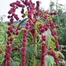 맨드라미농장 이미지