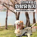 화랑농장 | [화랑유원지]안산 벚꽃 명소 4월12일 방문 현재 개화상태 애견동반 가볼만한곳