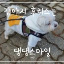 스마일댕댕 이미지