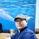 하이고래 이미지