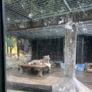 완주고등학교 | 광저우 아기랑 3박4일여행 (호텔, 광저우동물원 완전추천) 벚꽃만개시즌