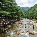 중원카부분정비 | [2026 여름휴가 계곡추천] 발 담그고 고기까지! 전국 평상 계곡 &amp; 대형 글램핑장 5곳 총정리 (취사...