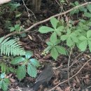 강가의 성 | [부다페스트 3일차] 성 이슈트반 대성당 - 젤라또...강가의 신발들 - 국회의사당 - 뉴욕카페(+비추후기)