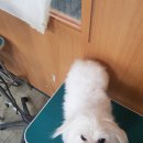 베스트강북애견미용학원 이미지