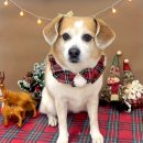 쁘띠아키 이미지