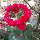 영월향교 이미지