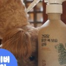 견묘당