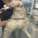 제주냐옹실 고양이미용 | [쿨펫동물병원 탄방점] 고양이 암컷 중성화 수술, 비용•소요시간 후기 / 추석연휴휴일안내