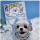 아지묭실 이미지