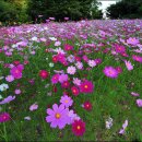 김흥선치과의원 이미지