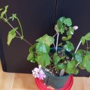 그린아이즈 이미지