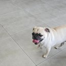 하하 동물병원 | 경기광주 하하동물병원 추천 예방접종 비용이 합리적인 곳