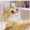 나비야 cat 이미지