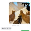 인투캣츠 이미지