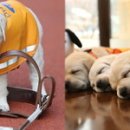 뽀시래기 이미지