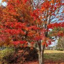 가호동33 | 종중[ 宗中 ], 대종중이란?.소종중이란?.여자가 족보에 편입된 시기.대한민국에서 여성이 종원으로 인정...