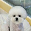 후즈독 이미지
