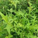 야생초마을아미골 이미지