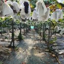 솔뫼농장 이미지