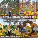 북구청 | 울산 북구 국화전시회 후기 북구청 제 22회 가을국화 전시 구경하기