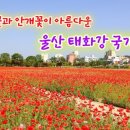 안개꽃정원