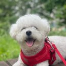 몽글몽글 애견유치원 이미지