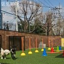 멍토피아 | 멍토피아 반려견과 함께하는 기분전환 카페