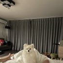 펫티움애견펜션 이미지