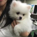 다미아구찜 이미지