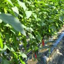 월현농장 이미지